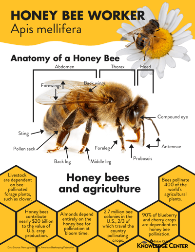 Honey Bee Worker