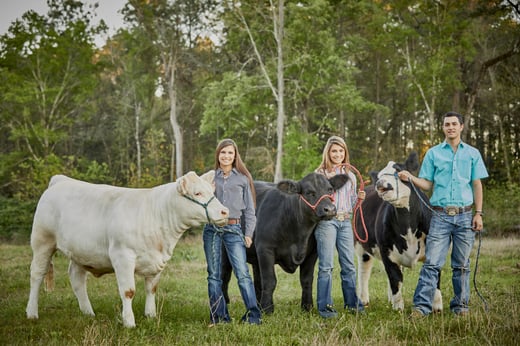 youth cattle